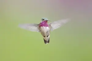 Black Chinned Prints: Caliope Hummingbird - male - in flight - British Columbia, Canada BI019250