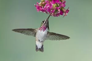 Calliope Hummingbird - male - in flight feeding at flower