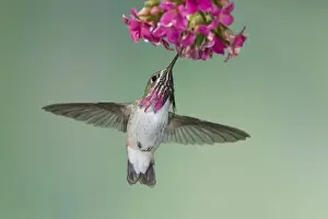 Drinking Nectar Prints: Calliope Hummingbird - male - in flight feeding at flower - British Columbia - Canada BI018931