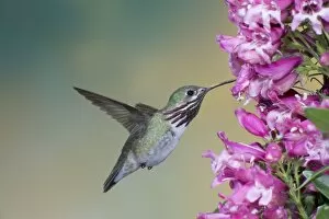 Calliope Hummingbird - male - in flight at Penstemon flower