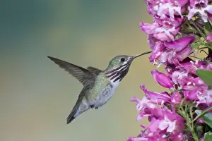 Drinking Nectar Prints: Calliope Hummingbird - male - in flight at Penstemon flower - British Columbia - Canada BI018604