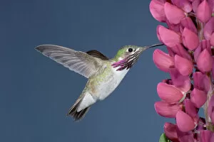 Hovering Collection: Calliope Hummingbird - male at Lupine flower - British Columbia - Canada BI018639