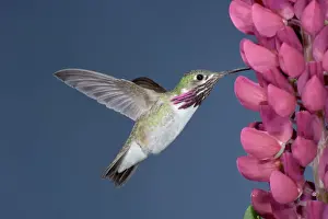 Drinking Prints: Calliope Hummingbird - male at Lupine flower - British Columbia - Canada BI018639