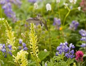 Images Dated 9th August 2009: Calliope Hummingbird - visiting louseworts in Mount Rainier National Park, Washington, USA