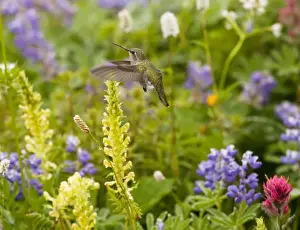 Cascades Prints: Calliope Hummingbird - visiting louseworts in Mount Rainier National Park