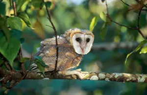 Callithrix kubli