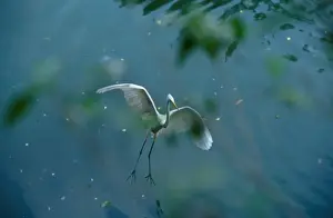 Callithrix kubli