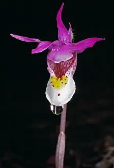 Calypso Orchid - Colorado USA