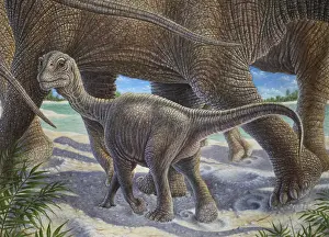 Print Prints: Camarasaurus Lentus - herd with calf