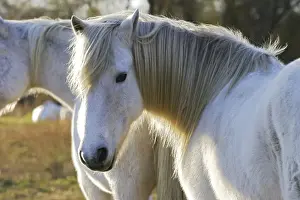 Camarge Horse. France