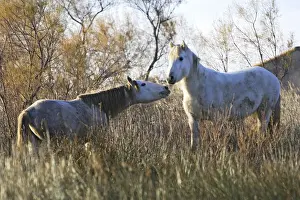 Submissive Prints: Camarge Horses - two fighting