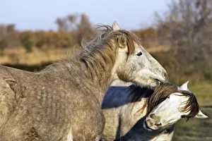 Camarge Horses - two fighting. France