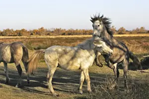 Camarge Horses - two fighting. France
