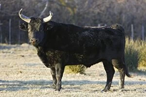 Images Dated 29th December 2005: Camargue bull. Saintes Maries de la Mer - Camargue - France
