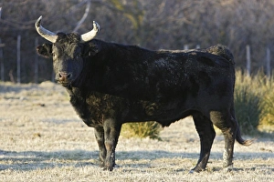 Images Dated 29th December 2005: Camargue bull. Saintes Maries de la Mer - Camargue - France
