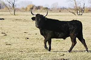 Camargue bull. Saintes Maries de la Mer - Camargue - France