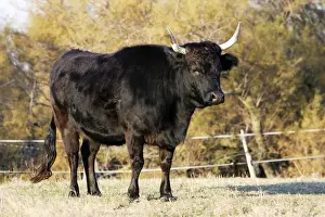 Camargue bull. Saintes Maries de la Mer - Camargue - France