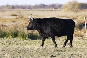 Camargue bull. Saintes Maries de la Mer - Camargue - France