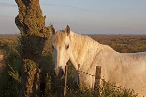 Images Dated 6th May 2011: Camargue Horse