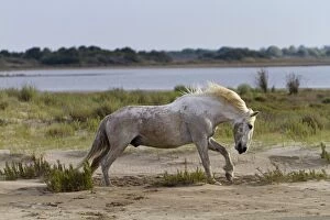 Images Dated 6th May 2011: Camargue Horse