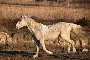 Images Dated 15th February 2008: Camargue Horse