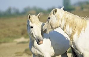 Images Dated 14th August 2007: Camargue Horse