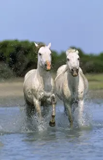 Camargue Horse
