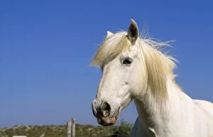 Images Dated 8th October 2010: Camargue Horse