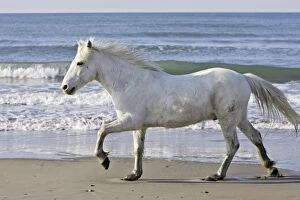 Camargue Horse - on beach