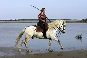 Images Dated 16th April 2007: Camargue Horse and female rider - riding along waters edge