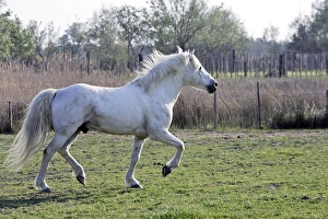 Images Dated 17th April 2007: Camargue Horse - in field - Saintes Maries de la Mer - Camargue - Bouches du Rhone - France