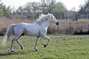 Trotting Prints: Camargue Horse - in field - Saintes Maries de la Mer - Camargue - Bouches du Rhone - France