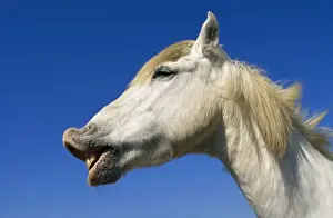 Laughing Prints: Camargue Horse - Flehmen'. Lip curling