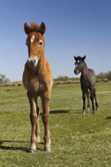 Camargue horse foal, born dark and turn