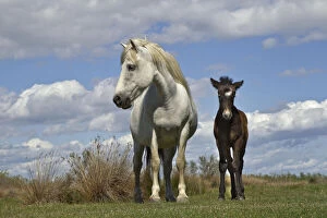 Foal Gallery: Camargue horse foal with mother, Camargue