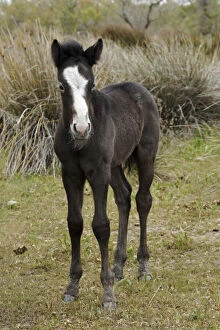 Foal Gallery: Camargue horse foal, southern France