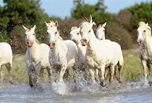Camargue Horse - group running through water