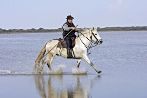 Images Dated 16th April 2007: Camargue Horse and male rider - riding through water