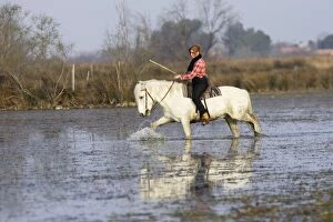 Images Dated 17th March 2007: Camargue Horse - being ridden through water