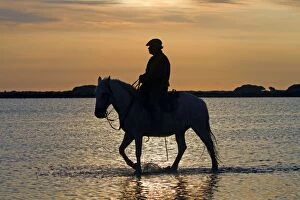 Images Dated 6th May 2011: Camargue Horse - and rider - in water at sunset