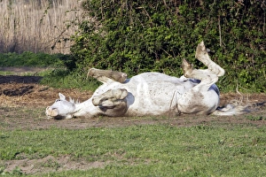 Images Dated 17th April 2007: Camargue Horse - rolling on back - Saintes Maries de la mer - Camargue - Bouches du Rhone - France