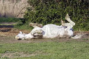 Camargue Horse - rolling on back - Saintes Maries de la mer - Camargue - Bouches du Rhone - France