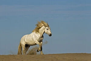 Camargue horse running over beach dune at