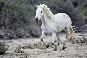 Images Dated 17th April 2007: Camargue Horse - running on beach - Saintes Maries de la mer - Camargue - Bouches du Rhone - France