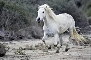 Horse Prints: Camargue Horse - running on beach - Saintes Maries de la mer - Camargue - Bouches du Rhone - France