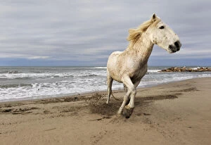 Camargue horse running along beach, southern