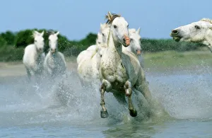 Horse Collection: Camargue Horse - running Camargue, France