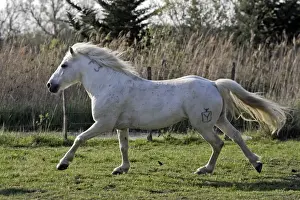 Fighting Prints: Camargue Horse - running in field - Saintes Maries de la Mer - Camargue - Bouches du Rhone - France