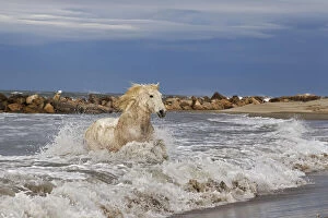 Camargue horse running out of surf, southern