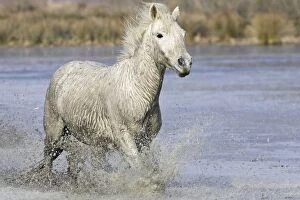 Camargue Horse - running through water